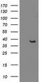 DnaJ Heat Shock Protein Family (Hsp40) Member B1 antibody, LS-C172562, Lifespan Biosciences, Western Blot image 
