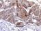 Oxysterol Binding Protein Like 6 antibody, GTX107723, GeneTex, Immunohistochemistry paraffin image 