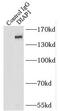 Diaphanous Related Formin 1 antibody, FNab02385, FineTest, Immunoprecipitation image 