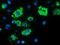 MYD88 Innate Immune Signal Transduction Adaptor antibody, NBP2-03369, Novus Biologicals, Immunofluorescence image 