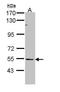 BAI1 Associated Protein 2 Like 1 antibody, GTX109453, GeneTex, Western Blot image 