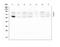 Galactosidase Beta 1 antibody, A01829-2, Boster Biological Technology, Western Blot image 