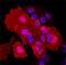 EPH Receptor A5 antibody, AF541, R&D Systems, Immunocytochemistry image 