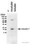 Claudin 7 antibody, ab27487, Abcam, Western Blot image 