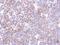 Cyclin I antibody, NBP2-47123, Novus Biologicals, Immunohistochemistry paraffin image 