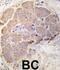Heat Shock Protein Family B (Small) Member 1 antibody, abx033223, Abbexa, Western Blot image 