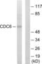 Cell Division Cycle 6 antibody, LS-C119441, Lifespan Biosciences, Western Blot image 