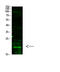 Forkhead Box O4 antibody, STJ98848, St John