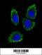 Matrix Metallopeptidase 12 antibody, 62-169, ProSci, Immunofluorescence image 