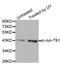 Jun Proto-Oncogene, AP-1 Transcription Factor Subunit antibody, MBS128312, MyBioSource, Western Blot image 
