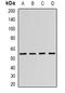 WASP Like Actin Nucleation Promoting Factor antibody, orb382119, Biorbyt, Western Blot image 