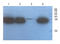 C-X-C Motif Chemokine Ligand 13 antibody, orb360765, Biorbyt, Western Blot image 