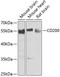 CD200 Molecule antibody, GTX64375, GeneTex, Western Blot image 