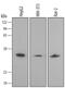 Annexin A4 antibody, PA5-47586, Invitrogen Antibodies, Western Blot image 