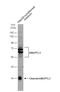 Angiopoietin Like 3 antibody, NBP2-15390, Novus Biologicals, Western Blot image 