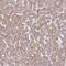 TRNA-YW Synthesizing Protein 5 antibody, NBP1-94109, Novus Biologicals, Immunohistochemistry paraffin image 