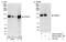 Tripartite Motif Containing 37 antibody, NB100-59821, Novus Biologicals, Western Blot image 