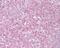 Telomeric Repeat Binding Factor 2 antibody, NB100-56694, Novus Biologicals, Immunohistochemistry frozen image 