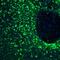 Reticulocalbin-2 antibody, PA5-56542, Invitrogen Antibodies, Immunofluorescence image 