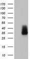 Adiponectin, C1Q And Collagen Domain Containing antibody, LS-B13179, Lifespan Biosciences, Western Blot image 