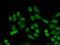 Transcription Elongation Factor A3 antibody, 17158-1-AP, Proteintech Group, Immunofluorescence image 