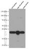 Survival Of Motor Neuron 2, Centromeric antibody, 60154-2-Ig, Proteintech Group, Western Blot image 