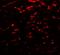 GABA Type A Receptor Associated Protein Like 2 antibody, LS-B12152, Lifespan Biosciences, Immunofluorescence image 