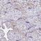 Rh Associated Glycoprotein antibody, HPA055331, Atlas Antibodies, Immunohistochemistry paraffin image 