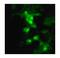 Influenza A H6N1 MP 1  antibody, PA1-41124, Invitrogen Antibodies, Immunofluorescence image 