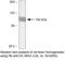 Myelin Associated Glycoprotein antibody, 34-6200, Invitrogen Antibodies, Western Blot image 