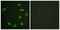 ETS2 Repressor Factor antibody, LS-C117642, Lifespan Biosciences, Immunofluorescence image 