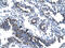 TATA-Box Binding Protein Associated Factor 7 antibody, 31-243, ProSci, Western Blot image 