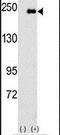 Sperm Associated Antigen 9 antibody, PA5-14165, Invitrogen Antibodies, Western Blot image 