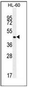 Olfactory Receptor Family 2 Subfamily F Member 2 antibody, AP53029PU-N, Origene, Western Blot image 