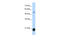 Chromobox 3 antibody, 28-173, ProSci, Western Blot image 