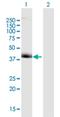 DDB1- and CUL4-associated factor 7 antibody, H00010238-B01P, Novus Biologicals, Western Blot image 