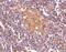 CD69 Molecule antibody, 3805, ProSci, Immunohistochemistry paraffin image 