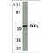 FIP3 antibody, TA306055, Origene, Western Blot image 