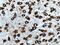 Adrenoceptor Alpha 2B antibody, 19778-1-AP, Proteintech Group, Immunohistochemistry frozen image 