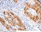 Asialoglycoprotein Receptor 1 antibody, 10773-RP02, Sino Biological, Immunohistochemistry paraffin image 