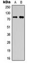 Olfactomedin Like 2A antibody, orb256735, Biorbyt, Western Blot image 