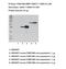 Reticulophagy Regulator 1 antibody, NBP1-59817, Novus Biologicals, Western Blot image 