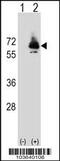 Phosphoenolpyruvate Carboxykinase 2, Mitochondrial antibody, 63-394, ProSci, Western Blot image 