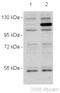 NEDD4 Like E3 Ubiquitin Protein Ligase antibody, ab46521, Abcam, Western Blot image 