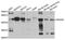 Regulator Of G Protein Signaling 20 antibody, orb373984, Biorbyt, Western Blot image 