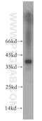 TPS1 antibody, 13343-1-AP, Proteintech Group, Western Blot image 