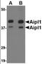 Aryl Hydrocarbon Receptor Interacting Protein Like 1 antibody, orb89213, Biorbyt, Western Blot image 