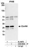 Chromosome 2 Open Reading Frame 49 antibody, A304-683A, Bethyl Labs, Immunoprecipitation image 