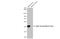 Actin Alpha 2, Smooth Muscle antibody, GTX636885, GeneTex, Western Blot image 