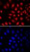 Msh Homeobox 2 antibody, MAB7917, R&D Systems, Immunocytochemistry image 